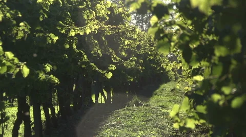 Grape plantation Stock Footage 61350744