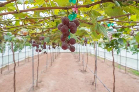 Grape plantation Stock Photos
