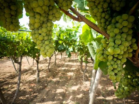 A grape plantation Stock Photos