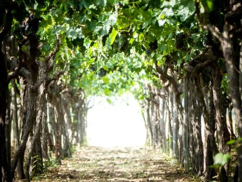 A grape plantation Stock Photos