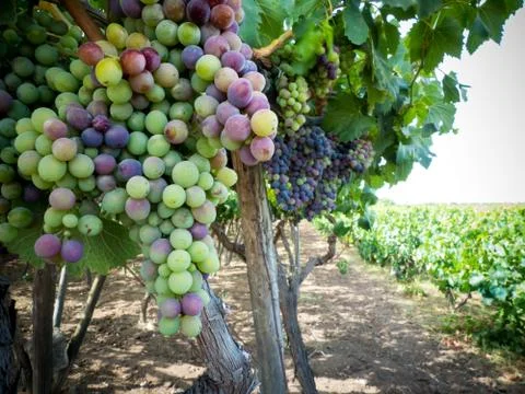A grape plantation Stock Photos