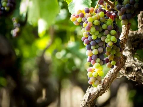 A grape plantation Stock Photos
