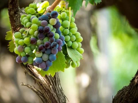 A grape plantation 스톡 사진