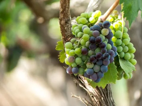 A grape plantation Фото