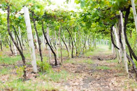 Grape Plantation Stock Photos