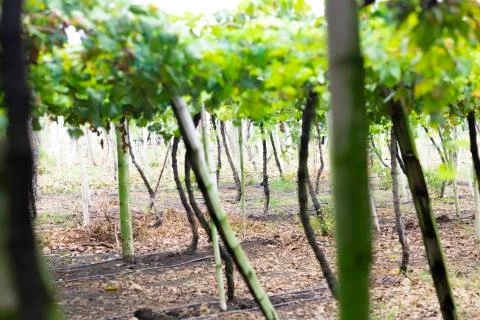 Grape Plantation Stock Photos