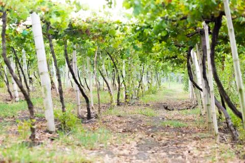 Grape Plantation Stock Photos