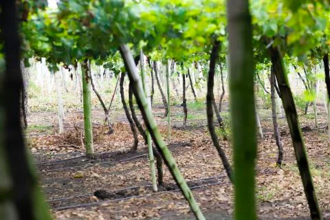 Grape Plantation Stock Photos