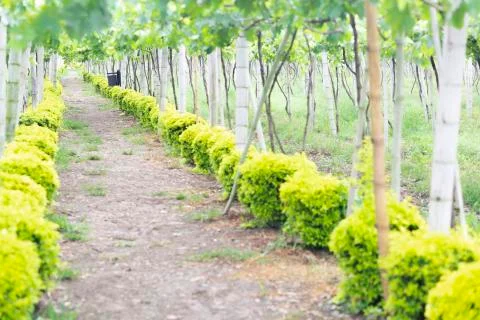 Grape Plantation Foto stock