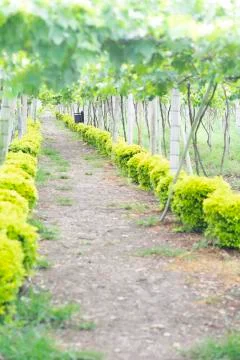 Grape Plantation Stock Photos