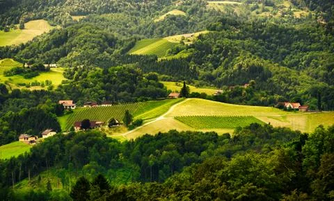 Grape plantation rows in summer Stock Photos