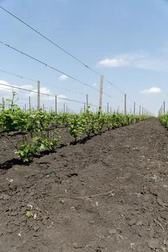 Grape plantation. Rows of vines in spring against the blue sky. Stock Photos