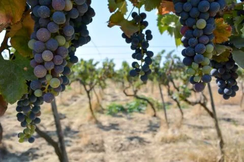A grape plantation in september Stock Photos