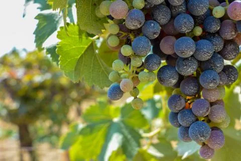 A grape plantation in september Фото