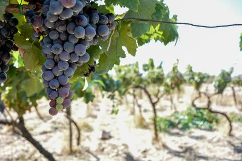 A grape plantation in september Stock Photos