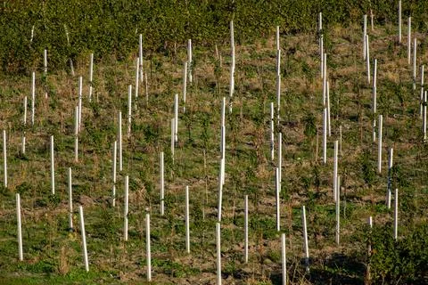Grape plantations in the sun Foto stock