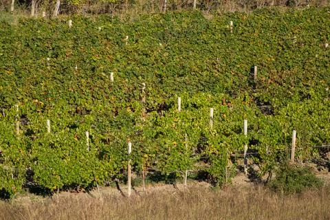 Grape plantations in the sun Stock Photos
