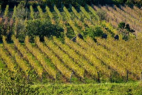 Grape plantations in the sun Stock Photos