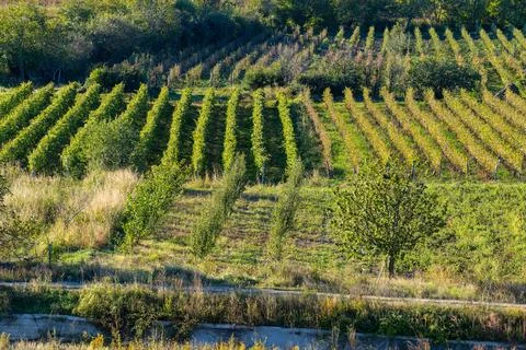Grape plantations in the sun Foto stock