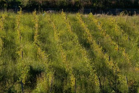 Grape plantations in the sun Stock Photos
