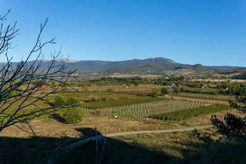 Grape plantations in the sun Stock Photos