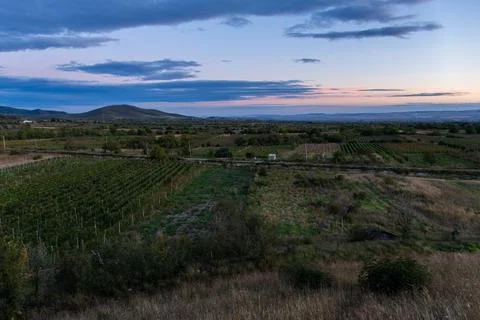 Grape plantations in the sun Stock Photos