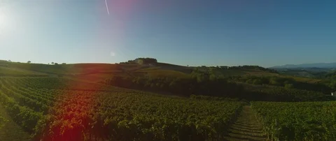 Grape plantations in the vineyard Stock-Footage 102203869