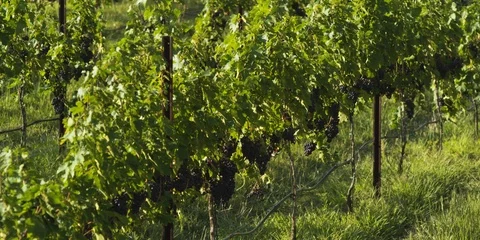 Grape plantations in the vineyard Stock Footage 103821565