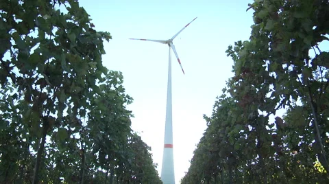 Grape plantation&amp;windmill Stock Footage 61351042
