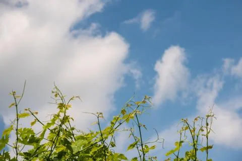 Grape plants, blue sky in background. Cloudy blue sky. Vineyards in summer. Stock Photos