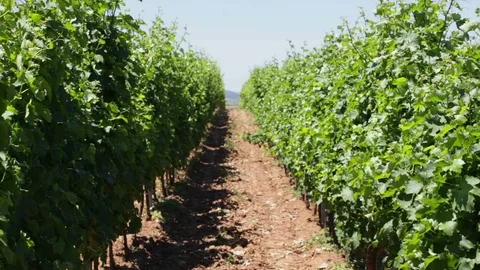 Grape plants in vineyard waving at wind Stock Footage 99281883