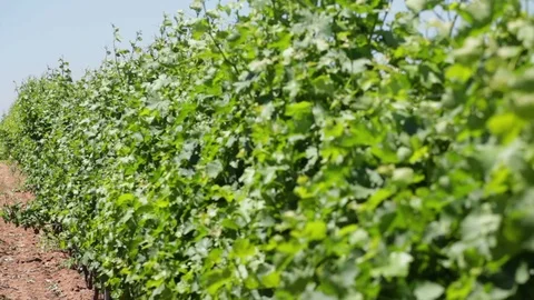 Grape plants in vineyard waving at wind Stock Footage 99282049