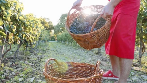 Grape is pouring in wicker basket in slow motion Stock Footage 95145493