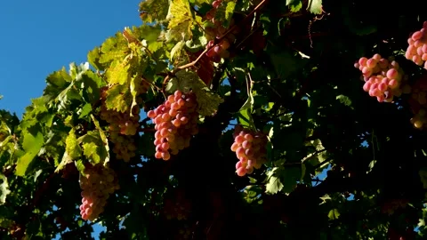 Grape press machine in a winery, The processes of winemaking Stock Footage 288900934