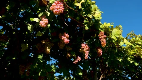 Grape press machine in a winery, The processes of winemaking Stock Footage 288905388