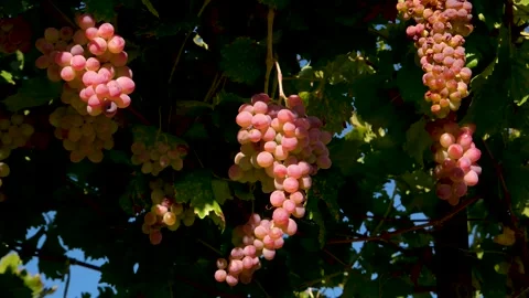 Grape press machine in a winery, The processes of winemaking Stock Footage 288905643