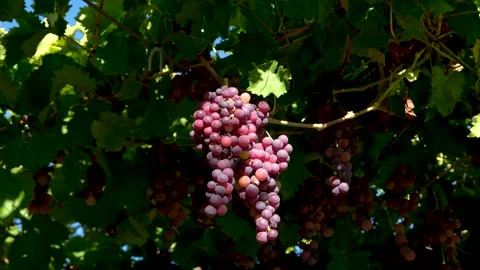 Grape press machine in a winery, The processes of winemaking Stock Footage 288905720