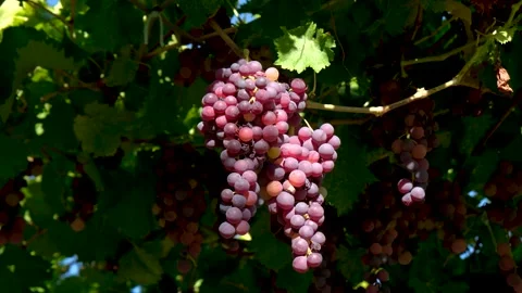 Grape press machine in a winery, The processes of winemaking Stock Footage 288906187