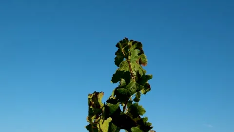Grape press machine in a winery, The processes of winemaking Stock Footage 288906812