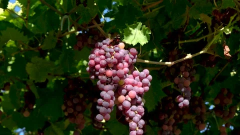 Grape press machine in a winery, The processes of winemaking Stock Footage 288906874