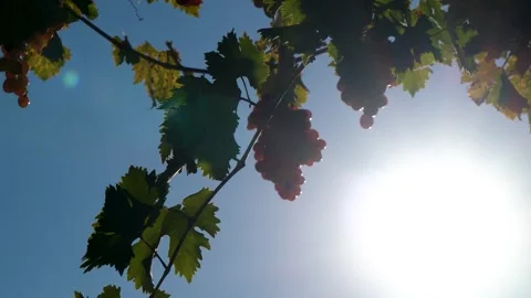 Grape press machine in a winery, The processes of winemaking Stock Footage 288906875