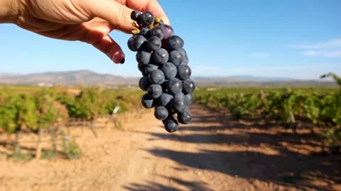 Grape press machine in a winery, The processes of winemaking Stock Footage 288907341