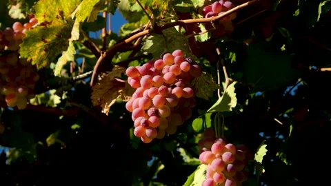 Grape press machine in a winery, The processes of winemaking Stock Footage 288908150