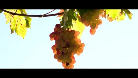 Grape press machine in a winery, The processes of winemaking Stock Footage 288908864
