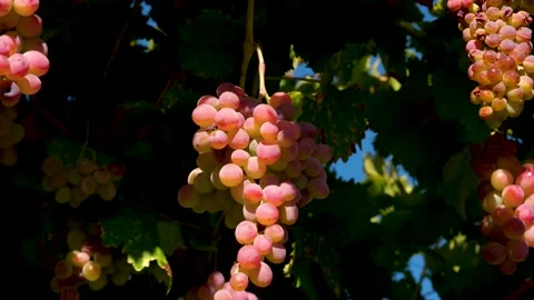 Grape press machine in a winery, The processes of winemaking Stock Footage 288938700