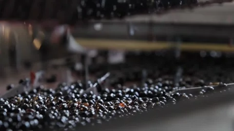 Grape processing, machinery for selecting the best grapes to make top quality Stock Footage 139433391