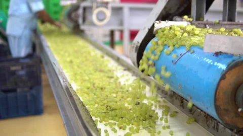 Grape processing at a plant, fa01 Stock Footage 293197995