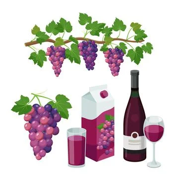 Grape product, vector illustration isolated on white background. Stock Illustration