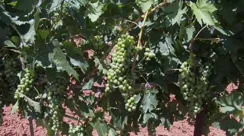 Grape production in Texas Stock Footage 51772500