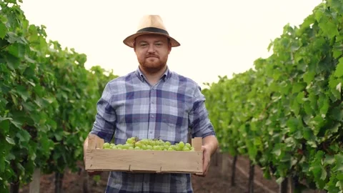Grape Production. Young farmer Man Harvesting Grapes in the Vineyard. Stock Footage 210225409